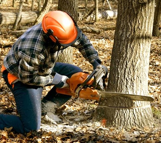 Tree Removal in Portland, OH